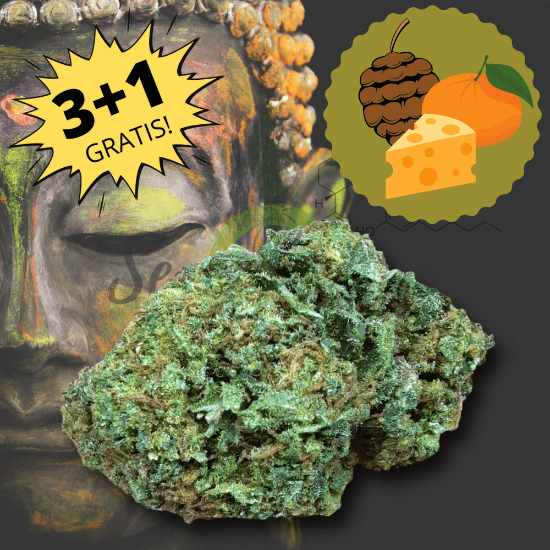 Picture of Buddha Cheese CBD - Legal Marijuana